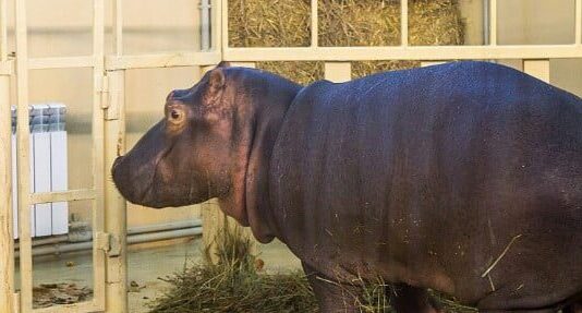 Как проживает одесский бегемот