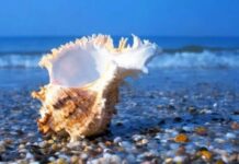 Фауна Чёрного моря : кто обитает в наших водах