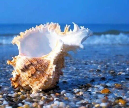 Фауна Чёрного моря : кто обитает в наших водах