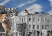 История одесских котов : как они появились в Одессе, чем её покорили и почему их так любят одесситы коти