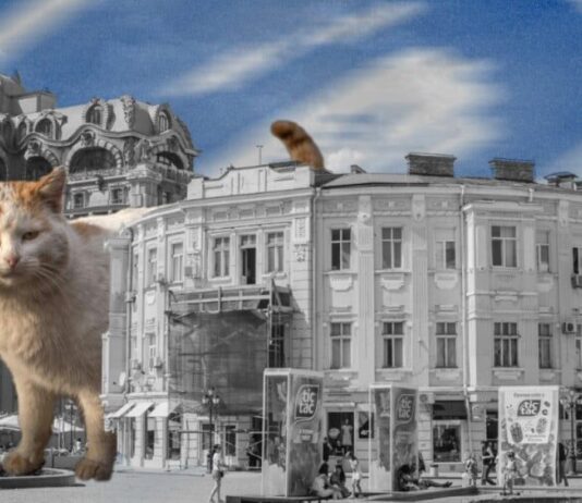 История одесских котов : как они появились в Одессе, чем её покорили и почему их так любят одесситы коти