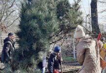 Территорию бывшего «Лермонтовского» теперь украшают гибискусы и сосны : что не нравилось активистам