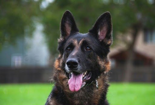 Опасные собаки теперь обязаны быть застрахованы : одесские кинологи протестуют