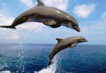 Об одесских дельфинах : жители Чёрного моря и большие друзья одесситов