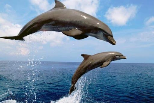 Об одесских дельфинах : жители Чёрного моря и большие друзья одесситов