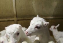 Как в Одесской области помойка превратилась в удивительную эко-ферму