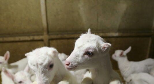 Как в Одесской области помойка превратилась в удивительную эко-ферму