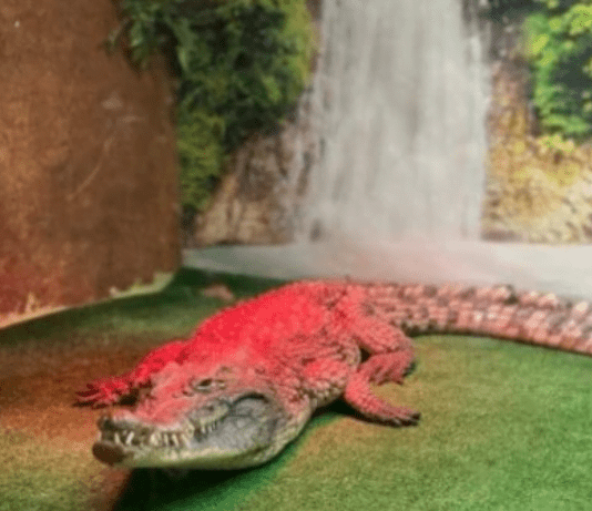 Крокодилья экспозиция посреди Сити-центра