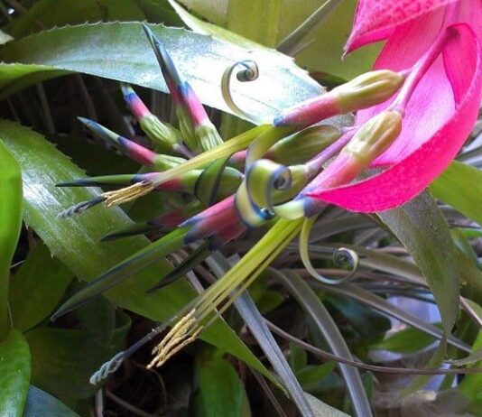 В ботаническом саду Одессы распустились субтропические цветы