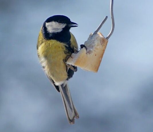Одесский предприниматель помогает птицам перенести заморозки