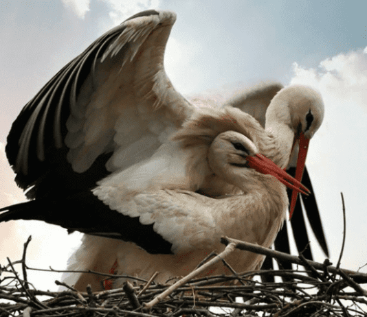 В нашей области продолжают устанавливать платформы для гнездования аистов