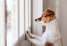 Об одесских четырехлапых, которые оказались в заложниках войны и лишились хозяев