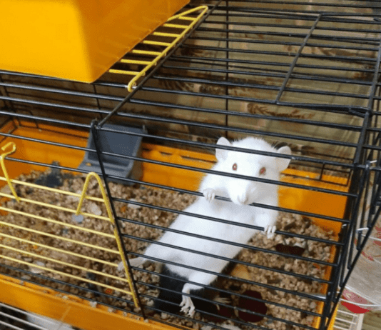 Одесский зоопарк принимает домашних животных одесситов : там уже триста рептилий, хомяков и попугаев