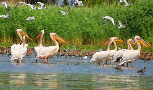Тузловские лиманы в дни войны с Россией