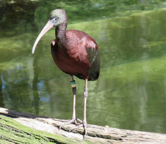 Краснокнижные птицы дельты Днестра