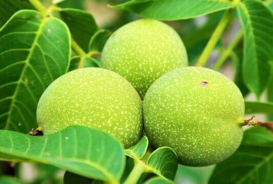 Об ореховых плантациях в Одесском регионе и их расширении