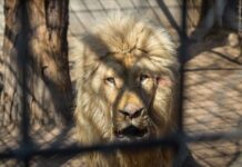 Одесская история харьковских львов