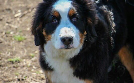 О собачьем патруле, или как одесские питомцы готовятся к службе