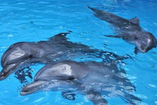 О том, как Одесса спасала харьковских дельфинов