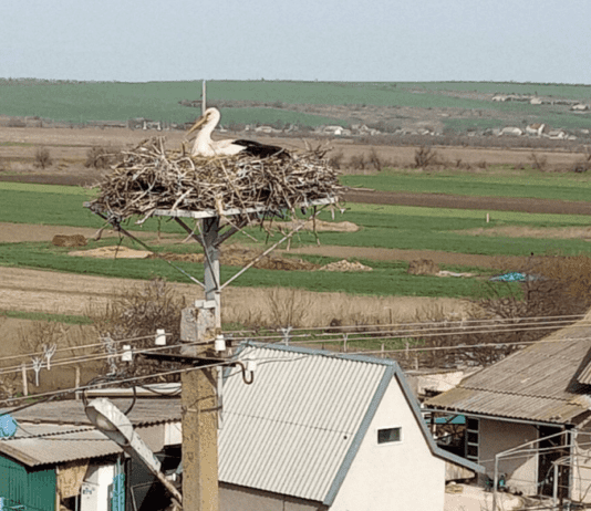Помощь птицам, или необычные заботы энергетиков Одесщины
