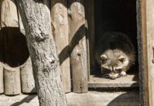 Енот-полоскун Сеня — новый житель Одесского зоопарка