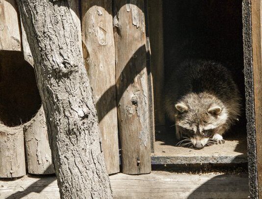 Енот-полоскун Сеня — новый житель Одесского зоопарка