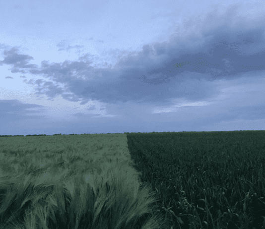 Природа Одессы: какими растениями обладает южная столица