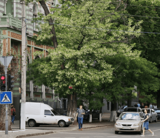 Белая акация — фито-символ Одессы