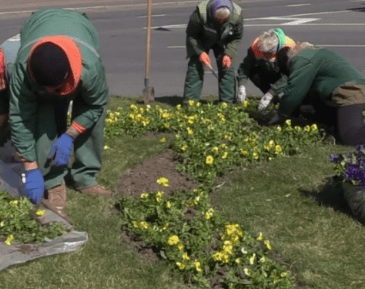 Одесские цветы и деревья: символ красоты и единства