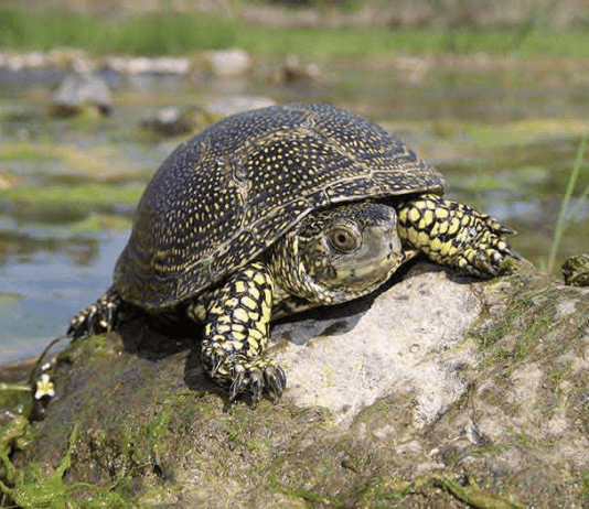 Болотная черепаха — символ настоящей весны на Одесщине