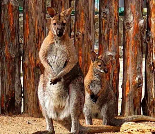 «От биопарка до Nemo»: ТОП-5 мест открытых в период войны в Одессе