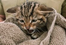Операция «краснокнижные котята» или о том, как одесские ветеринары спасали уникальных животных