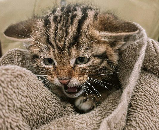 Операция «краснокнижные котята» или о том, как одесские ветеринары спасали уникальных животных