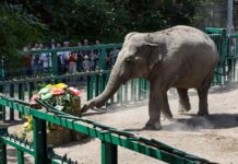 «Детям — мороженое, слонам — торты»: о первом дне лета в Одесском зоопарке
