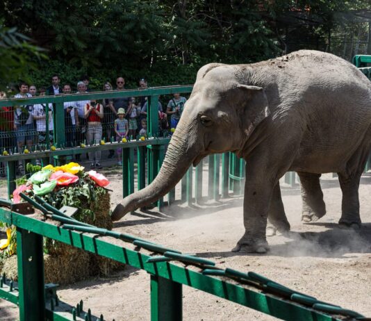 «Детям — мороженое, слонам — торты»: о первом дне лета в Одесском зоопарке