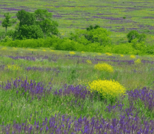 Тарутинская степь: жизнь продолжается даже во время войны