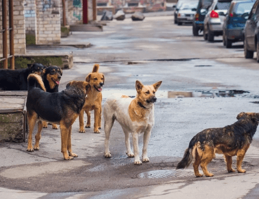 Бешенство в Одесской области: какие животные представляют угрозу