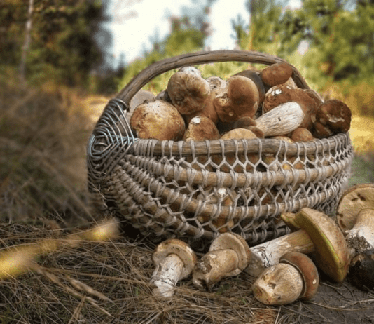 Какие грибы растут в Одесском регионе и где их найти