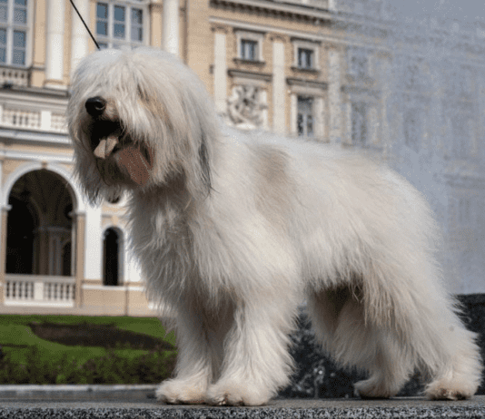 Четверолапые в городе: как в Одессе появилась новая порода собак