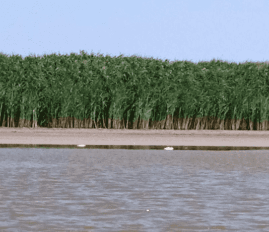 Две беды озера Катлабух: обмеление и браконьеры