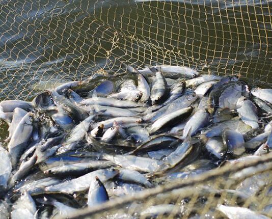 Измаильская рыбная промышленность : исторический аспект