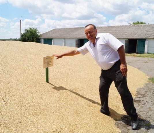 О рекордном урожае и редкой пшенице Бессарабии