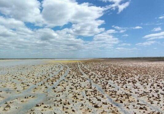 Екологічна втрата: в Одеському регіоні зникли унікальні озера