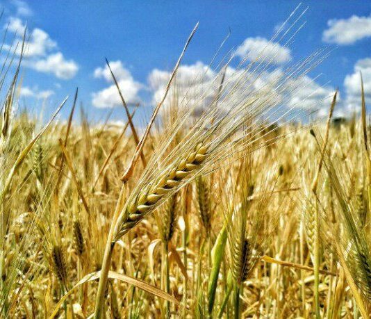 Селекция как спасение от засухи в Одесской области?