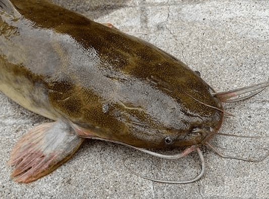 Особенности рыбалки в дунайско-днестровском ареале Одесской области