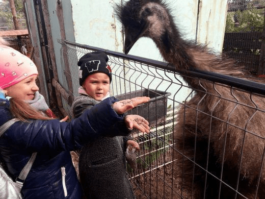 Страусовий простір “Нью-Васюки”