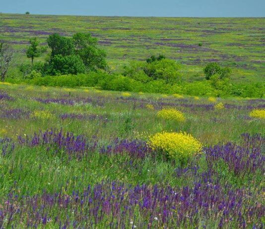 Что растет в Одесской области?