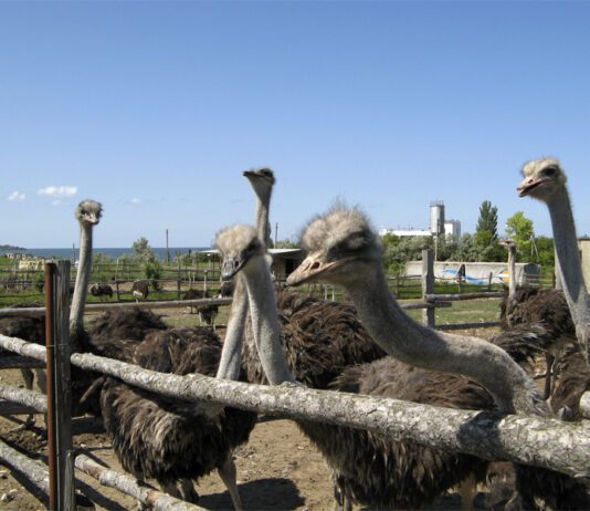 «Нью Васюки»: как живут страусы за 20 километров от Одессы