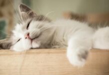 Как правильно кормить кошку