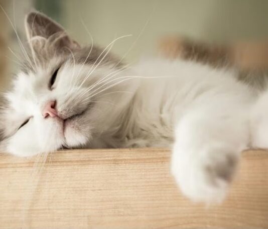 Как правильно кормить кошку